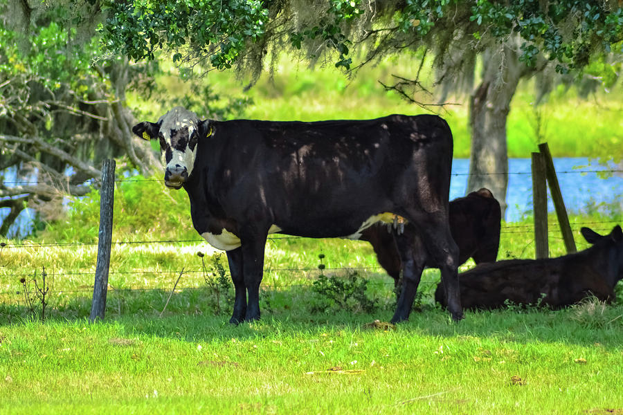 Black and White Cows under Tree1 Photograph by Suzanne Torres ...