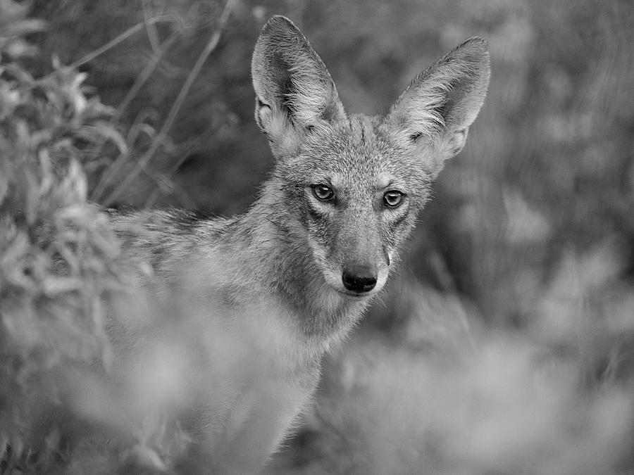 Coyote Strong Photograph by Sue Cullumber
