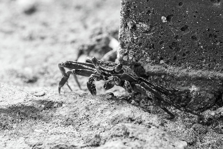 Black And White Photograph - Black and White Crab on Rocky edge in the tropics by Alisha Watson