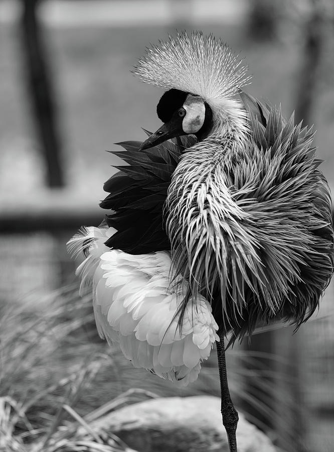 Black and White Crane Photograph by Scott Burd