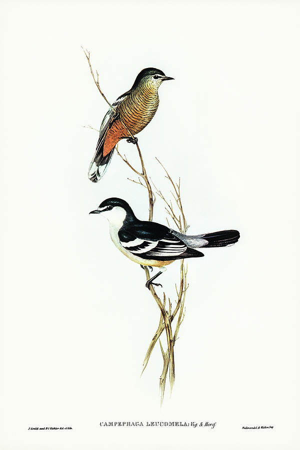 John Gould Drawing - Black and White cuckooshrike, Campephaga leucomela by John Gould