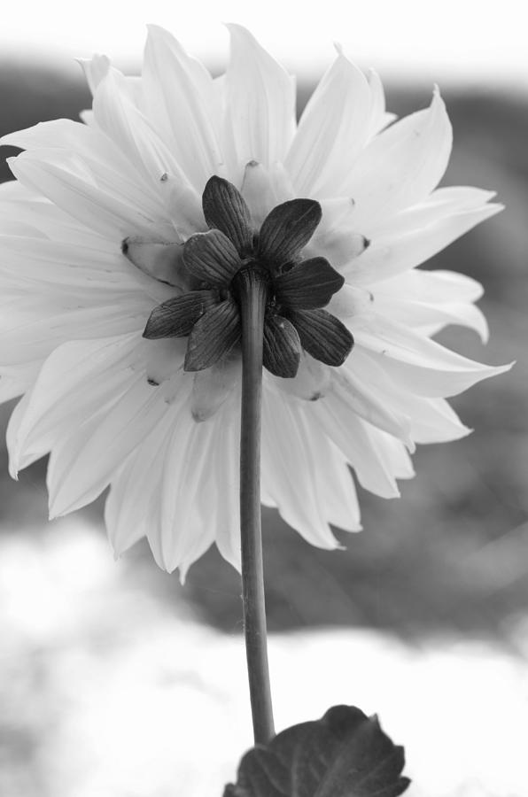 Black and White Dahlia 2 Photograph by Amy Fose