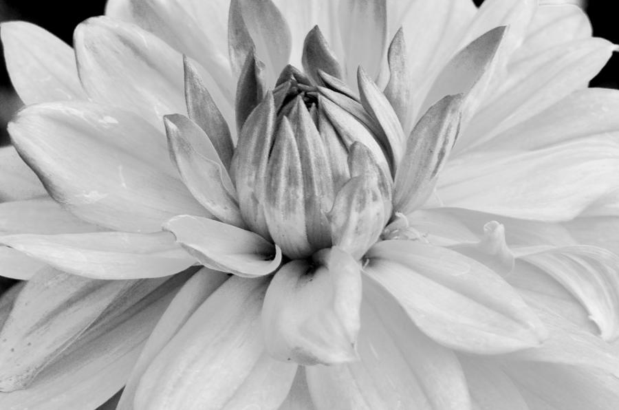 Black and White Dahlia 3 Photograph by Amy Fose