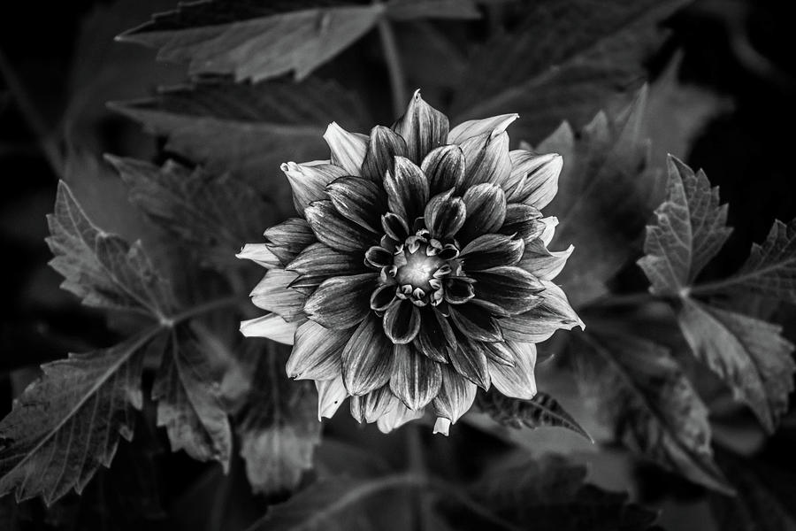 Black And White Dahlia Photograph by Heidi Lauger - Fine Art America