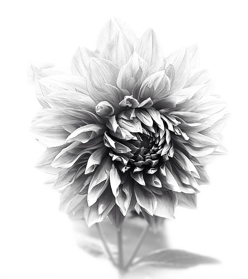 Black and White Dahlia Photograph by Jerry Abbott