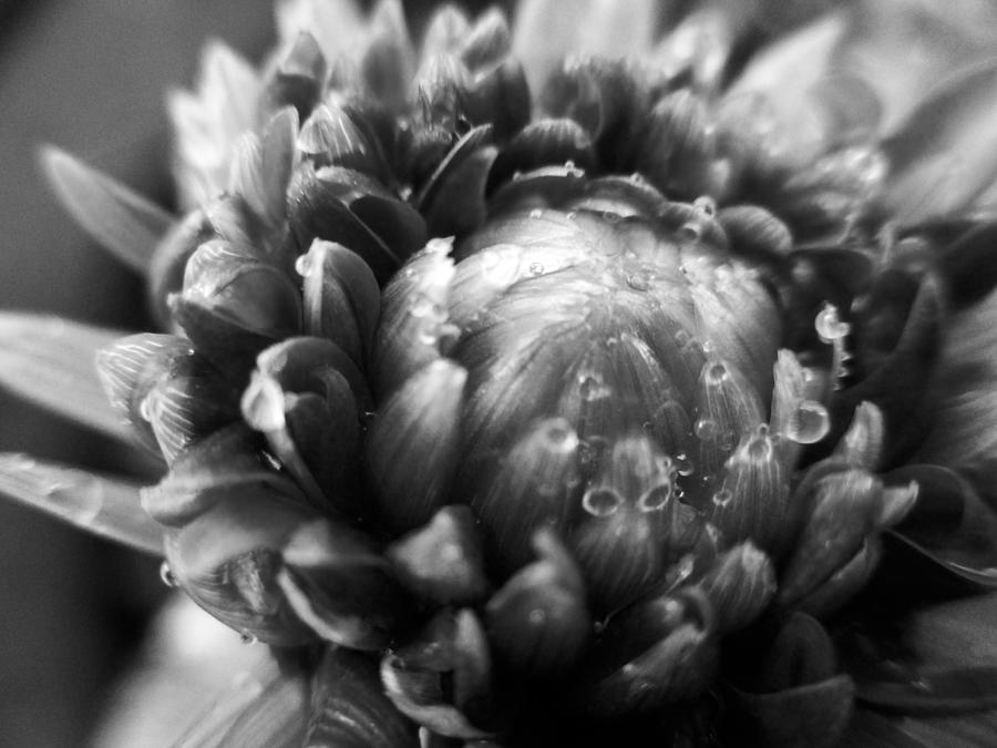 Black and White Dahlia  Photograph by W Craig Photography