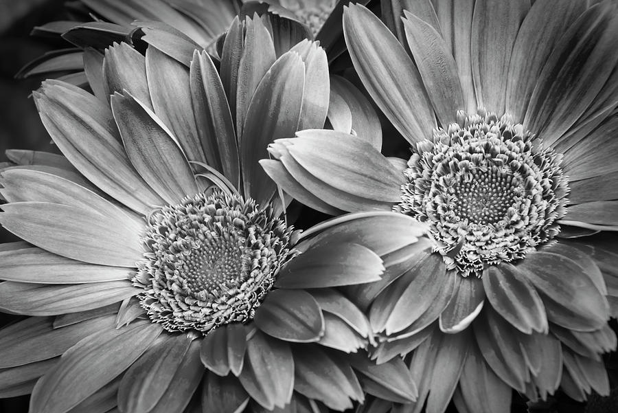 Black And White Daisies Photograph by Denise Harty - Fine Art America