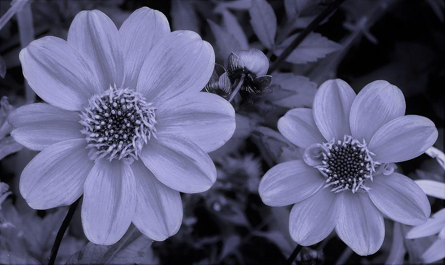 - Black and White Daisies Photograph by THERESA Nye