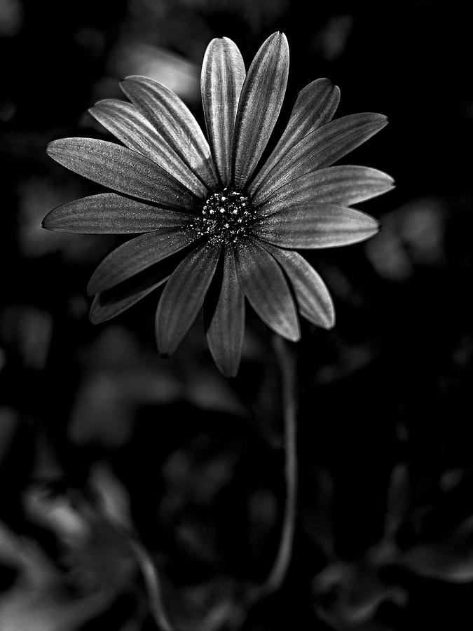 Black And White Daisy Photograph
