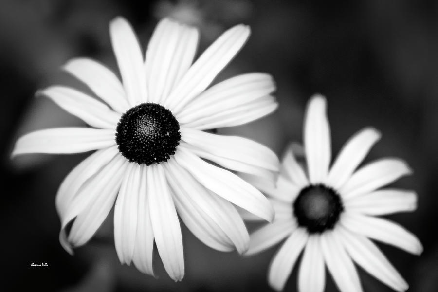 Black and White Rudbeckia Flowers Photograph by Christina Rollo
