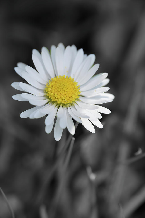 Black and White Daisy Photograph by Kuni Photography