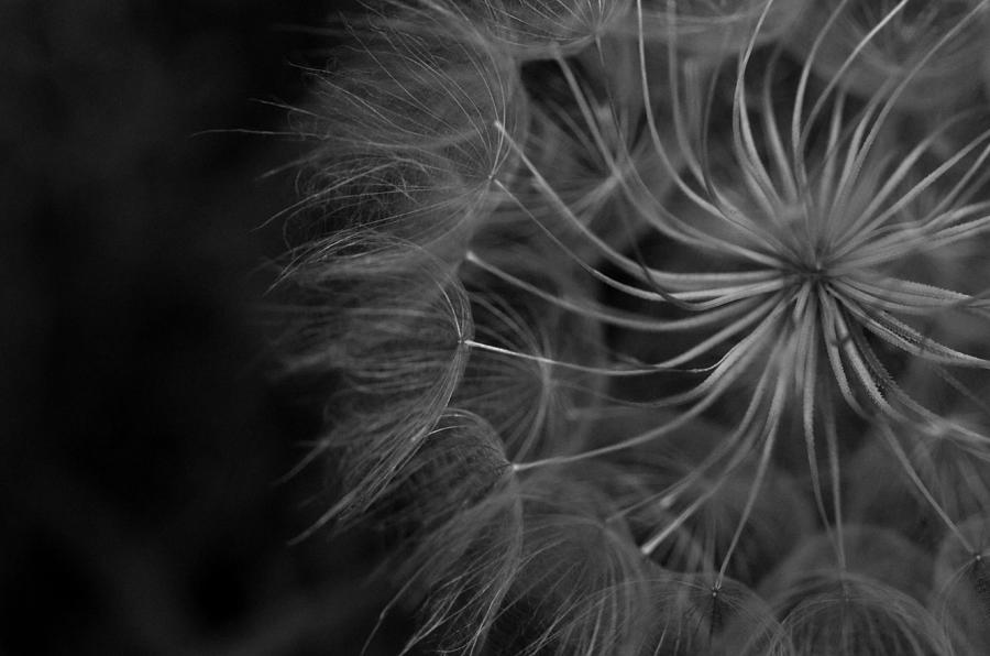 Black and White Dandelion 1 Photograph by Amy Fose