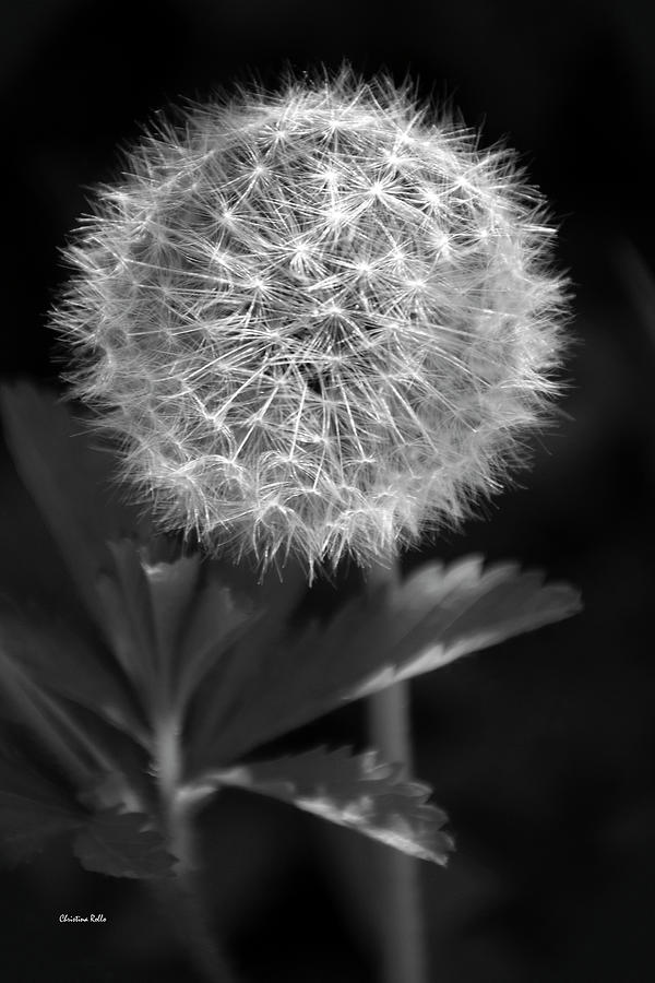 Black And White Dandelion Photograph by Christina Rollo