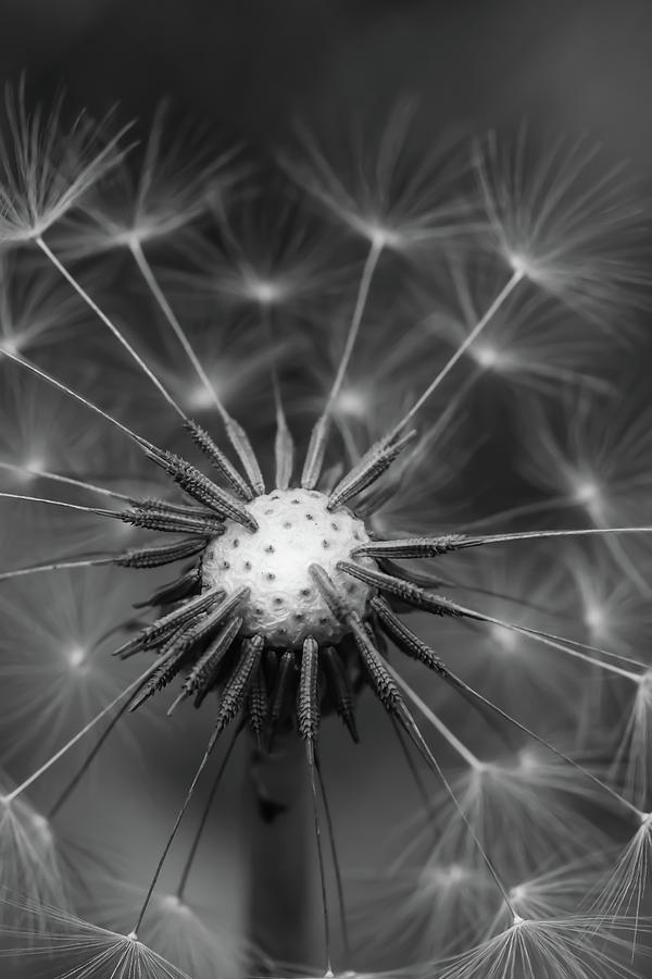 Black and White Dandelion Photograph by Go and Flow Photos
