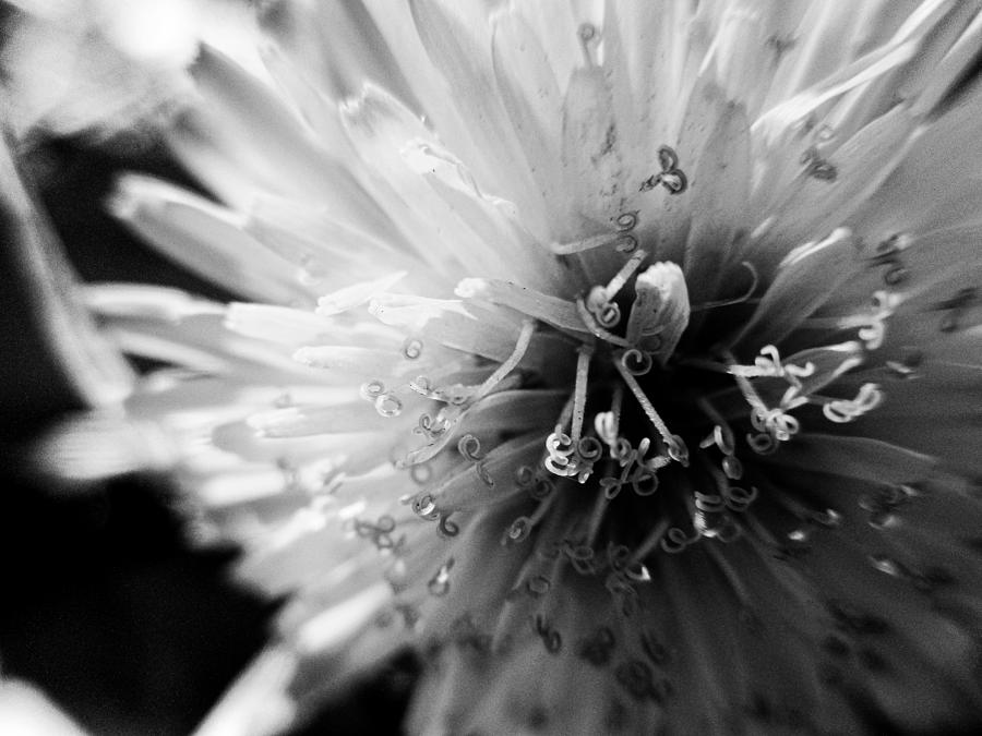 Black and White Dandelion Photograph by W Craig Photography