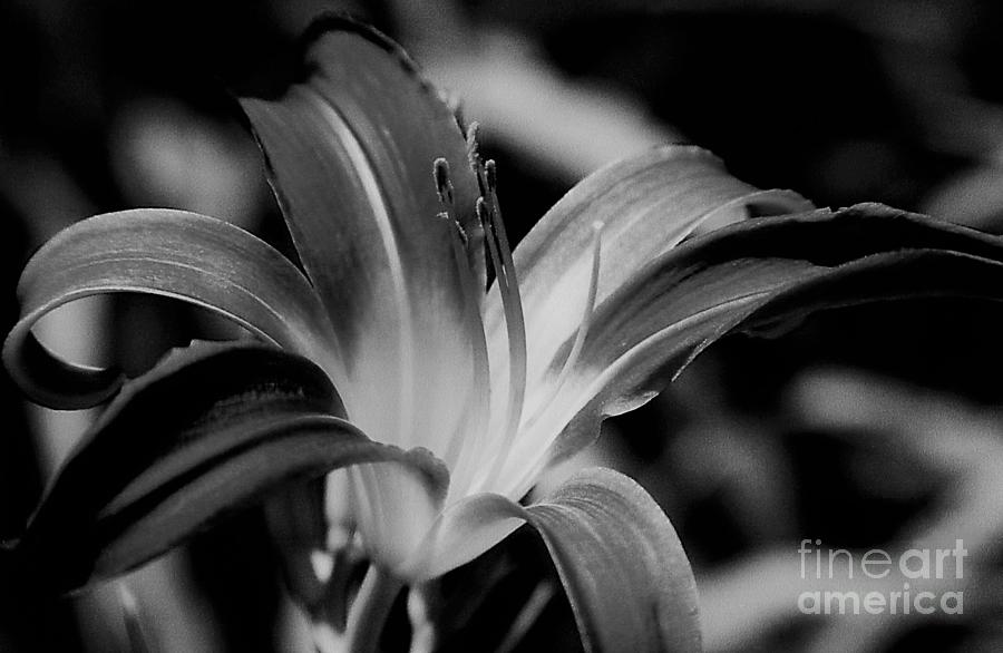 Black And White Daylily Photograph by Bart Eason - Pixels