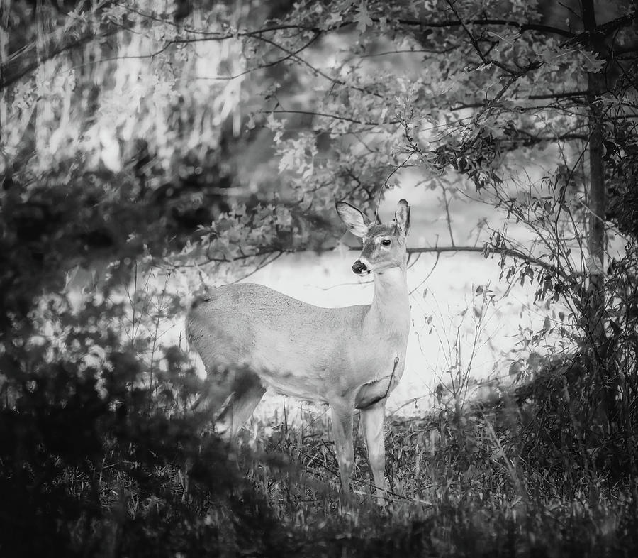 Black And White Deer In Ohio Photograph by Dan Sproul