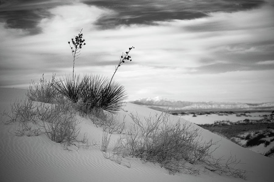 Black and White Desert Photograph by Tim Bloomquist - Fine Art America