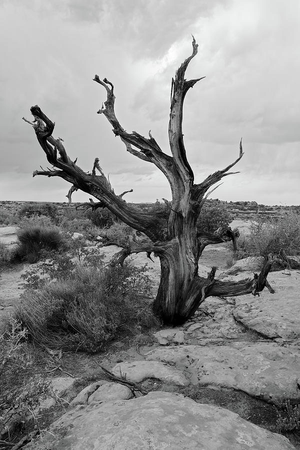 Black and White Desert Tree Photograph by Doolittle Photography and Art