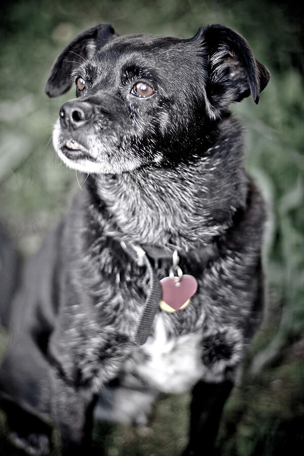 Black and White Dog Photograph by John Wadleigh