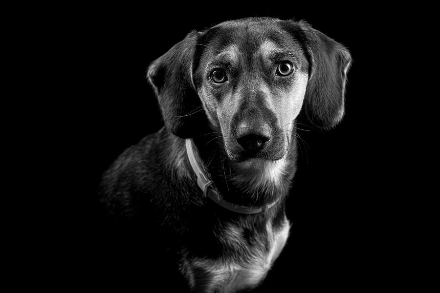 Black and white dog portrait Photograph by Mirko Chessari