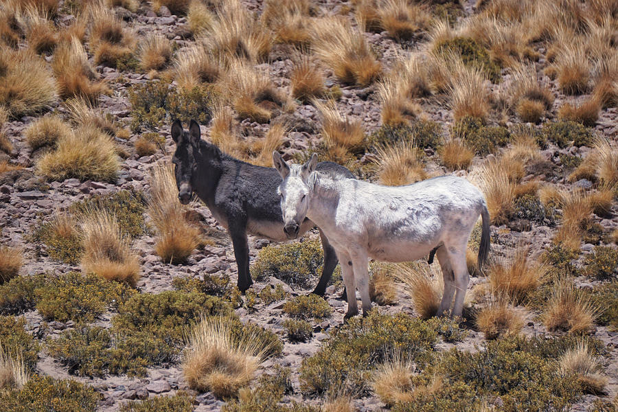 black and white donkeys of Atacama Desert in Chile, in the mountains with high altitude grasses. Photograph by Jana Kriz