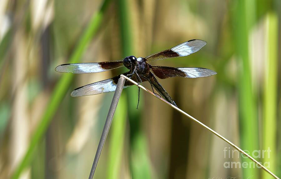 Nature Photograph - Black and White Dragonfly by Audie Thornburg