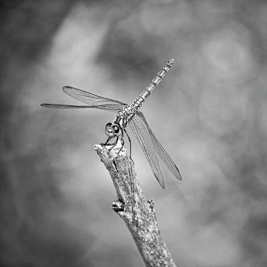 Black and white dragonfly Photograph by Mirko Chessari