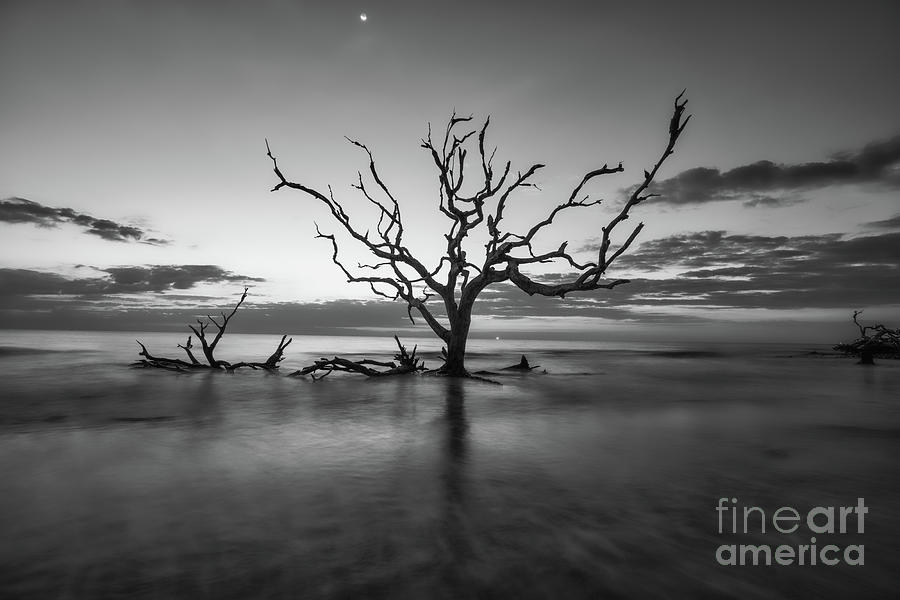 Black and White Driftwood Tree Photograph by Bee Creek Photography - Tod and Cynthia