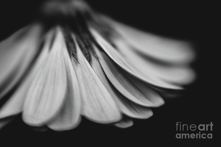 Daisy Photograph - Black and White Droopy Daisy by Melissa Hayden