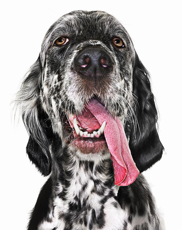 Black and white English Setter with tongue hanging Photograph by Gandee Vasan