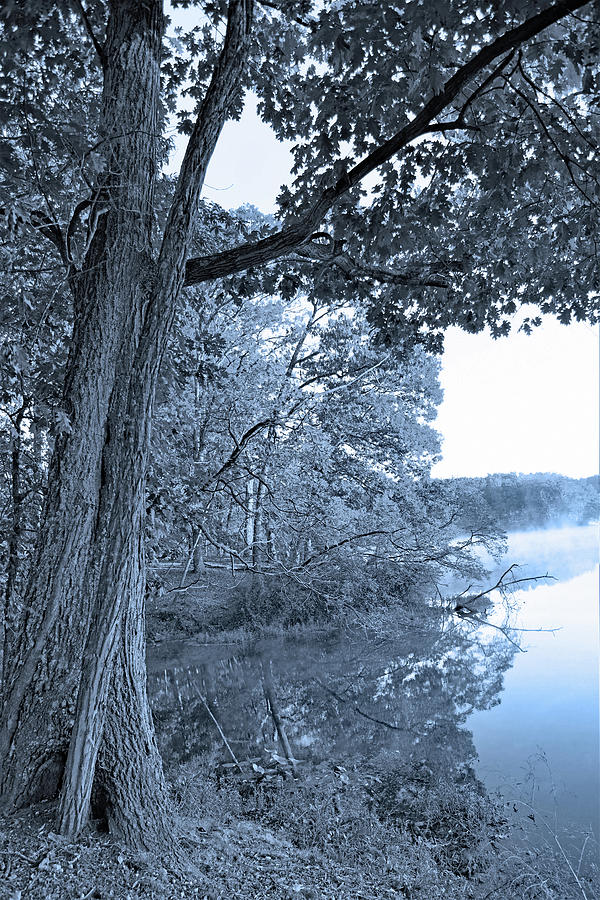 Black And White Fall Trees Photograph by Robert Tubesing Fine Art America