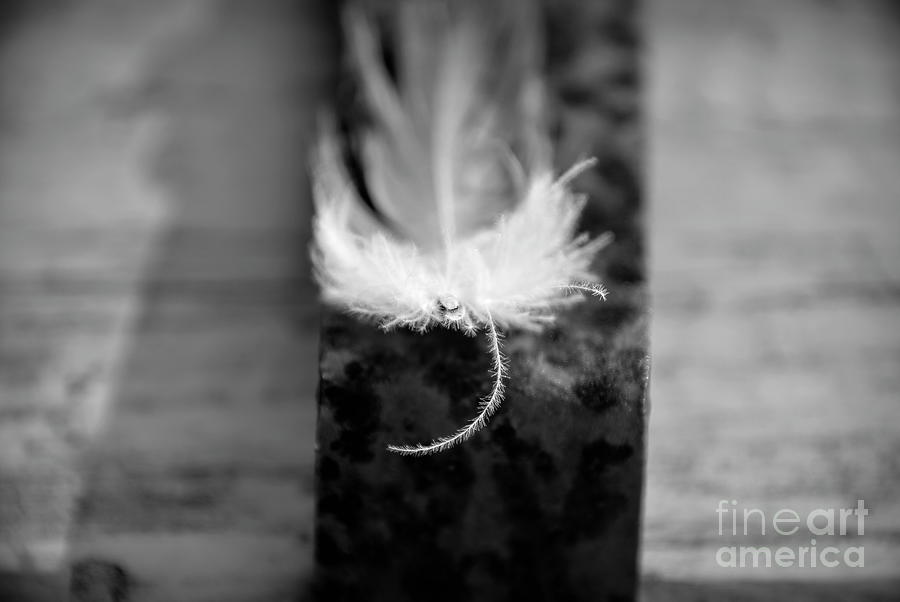 Black and White feather - Macro Photograph by Adrian De Leon Art and Photography
