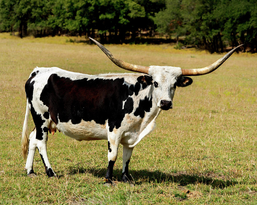 Black and White Female Longhorn Photograph by Faith Burns