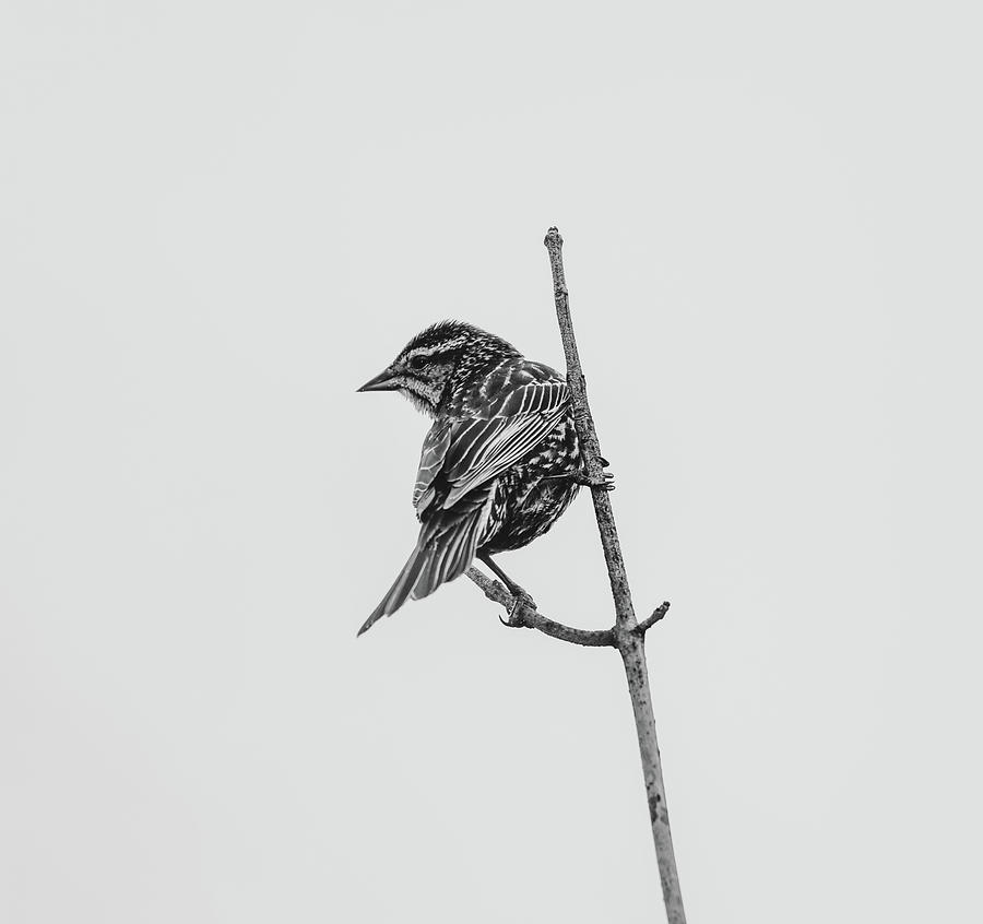 Black And White Female Red Winged Blackbird Photograph by Dan Sproul