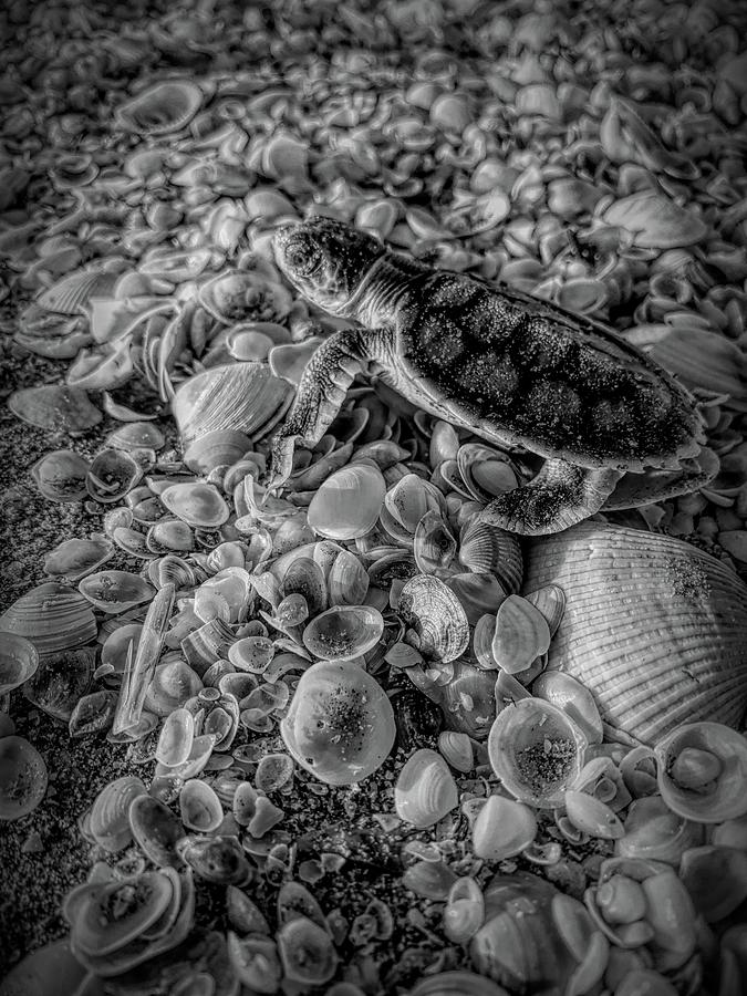 Black And White Flatback Turtle On Seashells Photograph by Joan Stratton