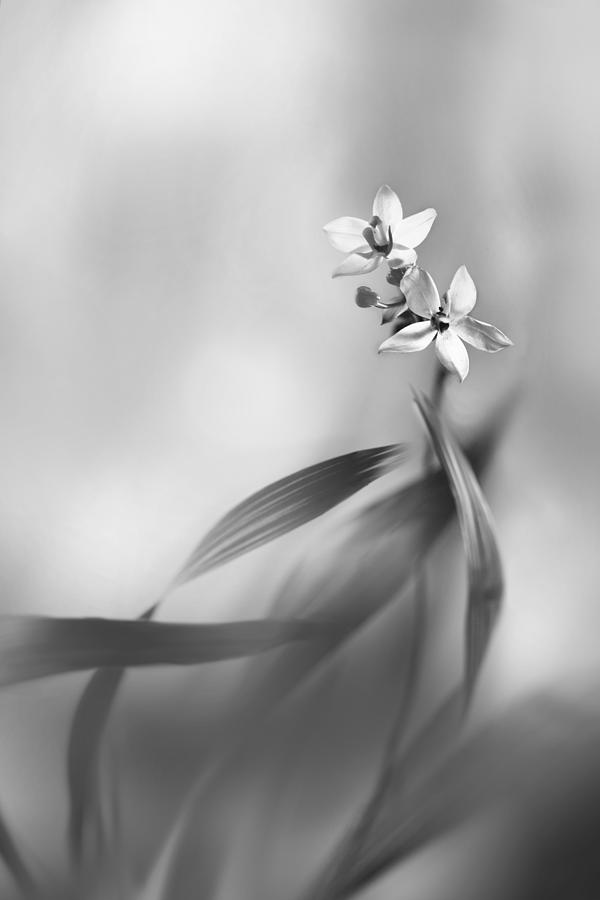 Black and white floral fine art photography. Photograph by Twomeows