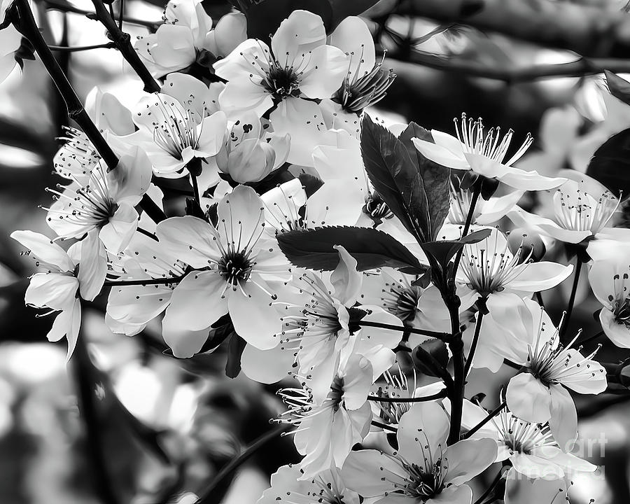 Black and White Floral Photograph by Scott Cameron