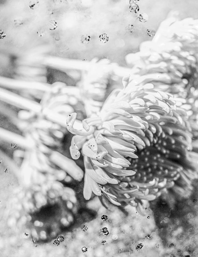 Black and White Florists Daisies  Photograph by Windy Craig