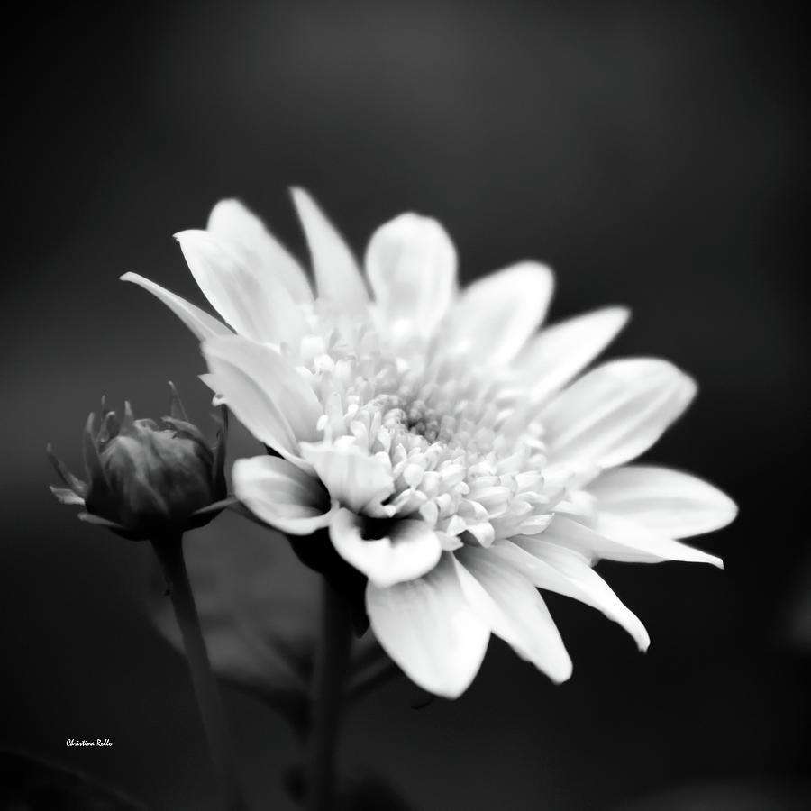 Black and White Flower Photograph by Christina Rollo