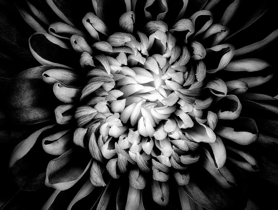 Black And White Photograph - Black and White Flower Pattern by Christopher Johnson
