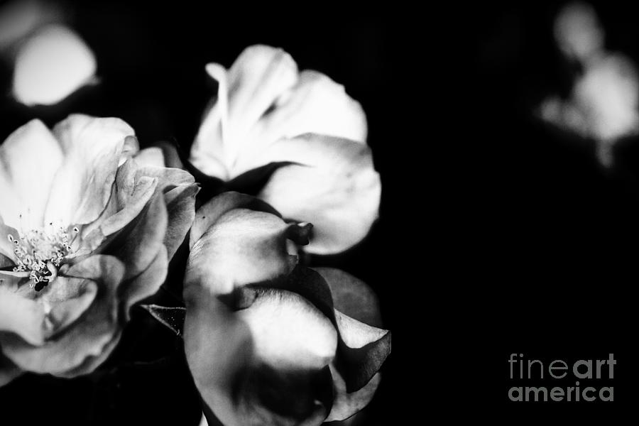 Black and White Flower photo Photograph by Alex Caminker