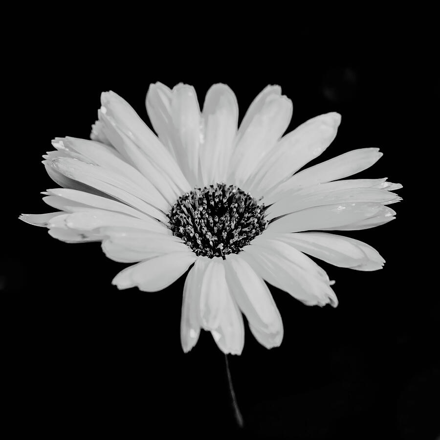 Black And White Flower Square Photograph by Tanya C Smith