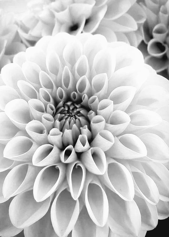 Black and White Flowers Photograph by Lisa Cuipa