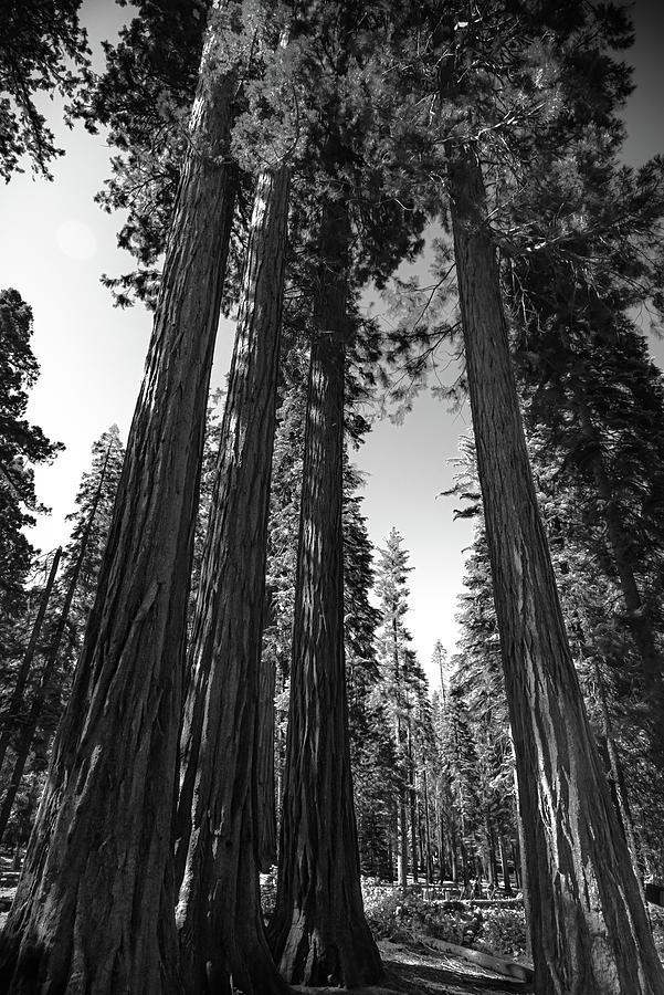 Black And White Forest Of Sequoias Photograph