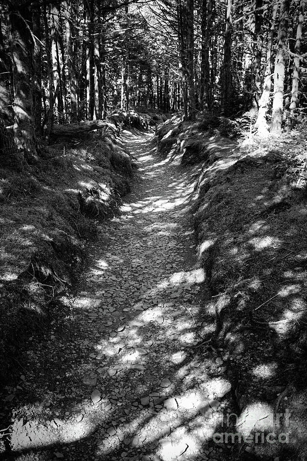 Black And White Forest Trail Photograph by Phil Perkins