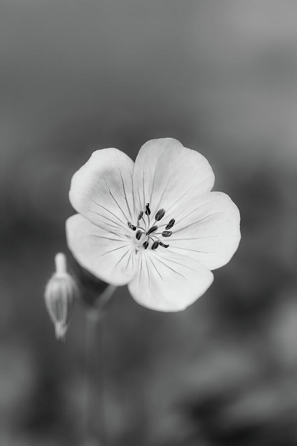 Black And White Geranium Photograph by Tanya C Smith