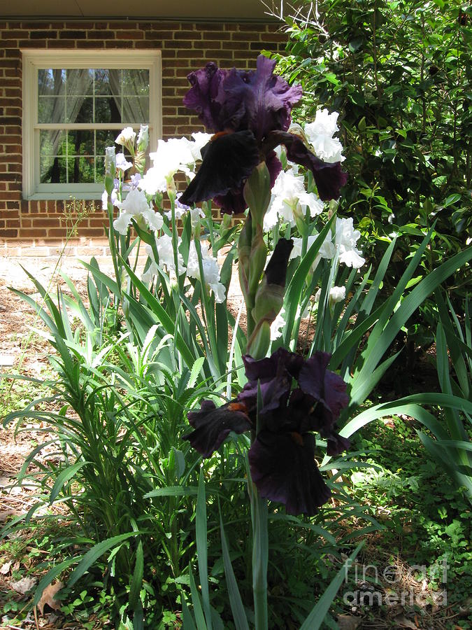 Black and White German Bearded Iris in Raleigh North Carolina  Photograph by Catherine Ludwig Donleycott