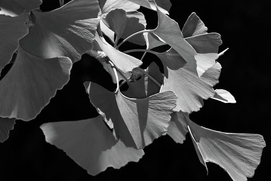 Black and White Ginkgo Leaves Photograph by Liza Eckardt
