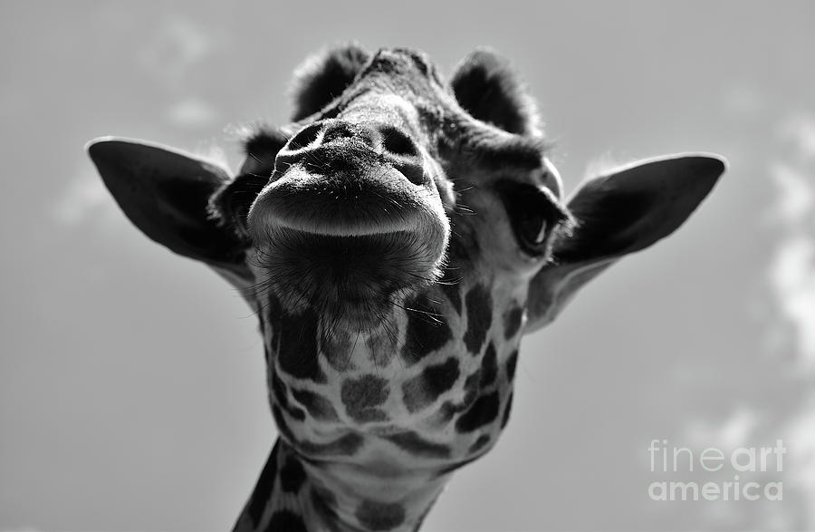 Black and White Giraffe Photograph by Bailey Maier